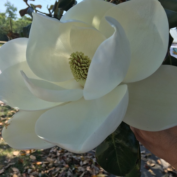 Meet your Posher, Tammy - Picture 1 of 1